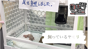 ホリオンtv